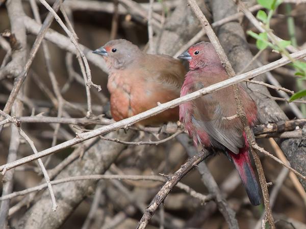 <h3><a href="/trips/tanzania/biota/animalia/chordata/aves/040 passeriformes/115 estrildidae/lagonosticta rhodopareia/lagonosticta rhodopareia-nl.html">Lagonosticta&nbsp;rhodopareia</a> / Jameson's&nbsp;firefinch / Roze&nbsp;amarant</h3>OM-1 Mark II met OLYMPUS M.150-400mm F4.5 TC, 1/2000 sec  bij F5.6, ISO 1600, afstand 11.8&nbsp;m